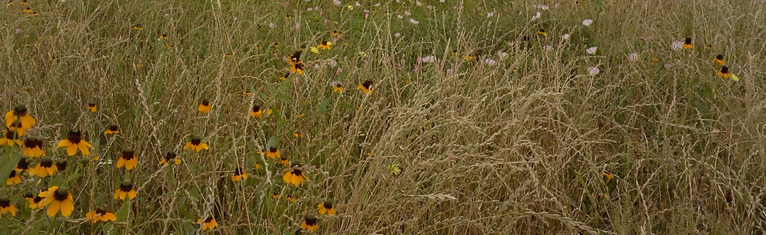 Chain of Wetlands - prairie flowers