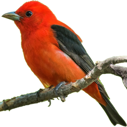 Scarlet Tanager, by Adam Jackson, no rights
reserved